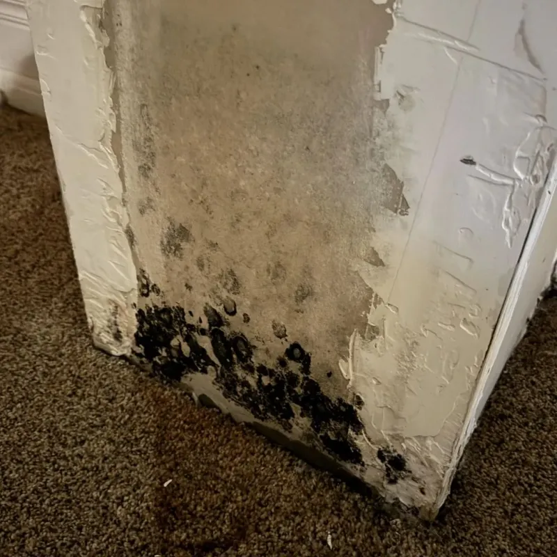 Professional Mold Removal in Hazel Park, MI